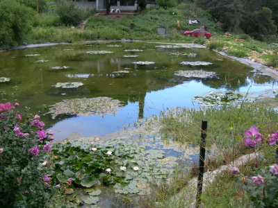 Beatty's Ranch  Pond