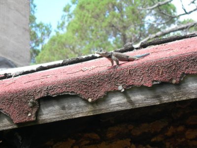 Lizard on the roof