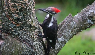 Using its tongue to pick up insects