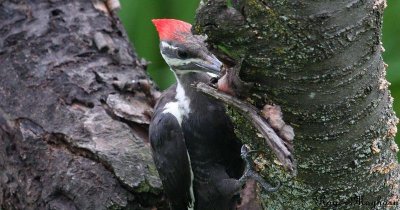 Probing under the bark