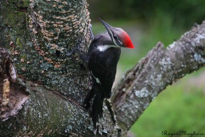   Female Pileated Woodpecker looking for insects