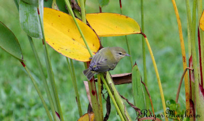 Tennessee Warbler checking out the stream