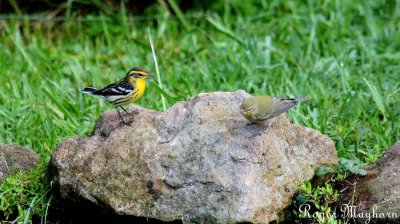 Blackburnian and Tennessee meeting at the stream