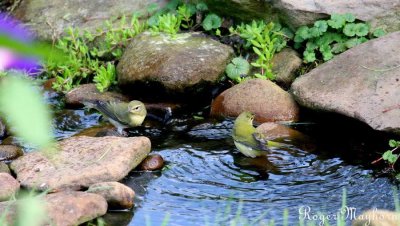 Tennessee Warblers bathing