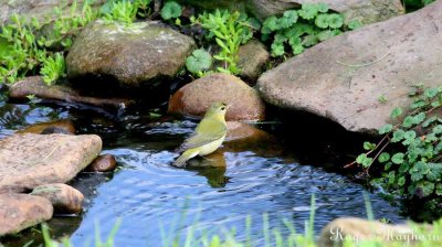 Tennessee Warbler with the pool to himself