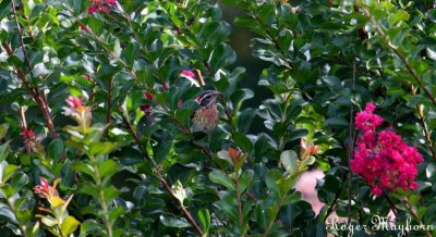 Find the Rose-breasted Grosbeak