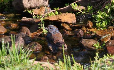 Indigo Bunting male getting wet