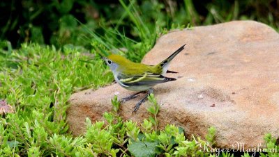Chestnut-sided Warbler coming to bathe