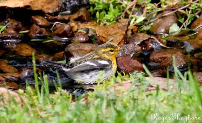 Blackburnian Warbler getting into the water