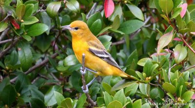 Baltimore Oriole waiting her turn