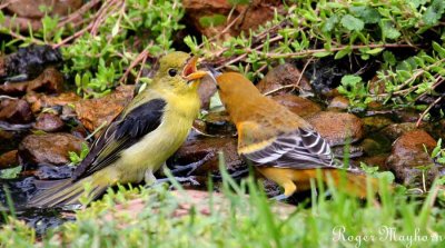 Scarlet Tanager and Baltimore Oriole at a standoff