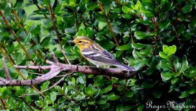 Blackburnian Warbler just coming in