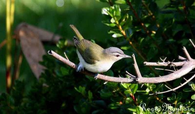 Red-eyed Vireo too nervous to bathe