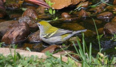 Chestnut-sided Warbler