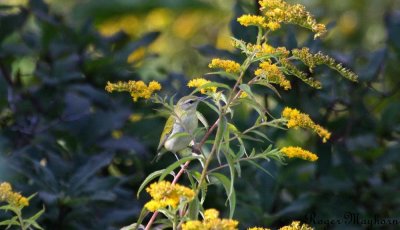 Tennessee Warbler