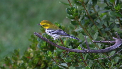 Female Black-throated Green Warbler