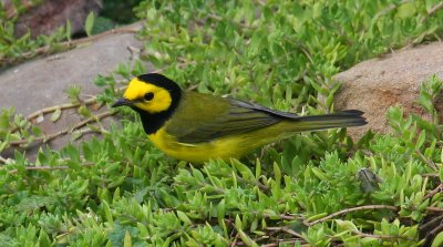 Male Hooded Warbler at the stream