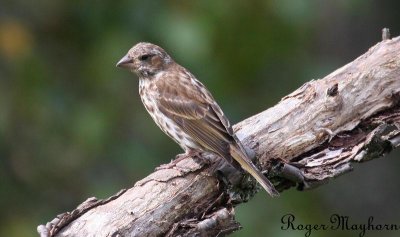 Purple Finch