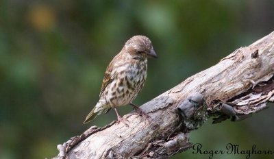 Purple Finch