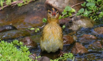 2009_9_19 Bobolink .jpg