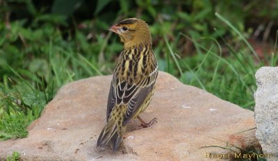 A Visiting Bobolink