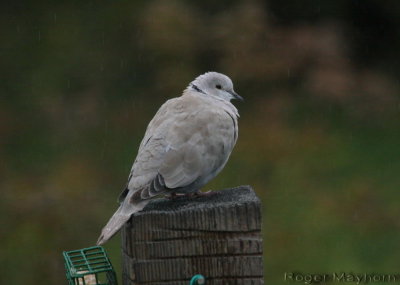 First Eurasian-collared Dove in Buchanan County VA