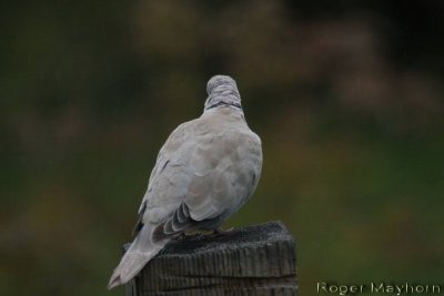 Eurasian Collared-Dove