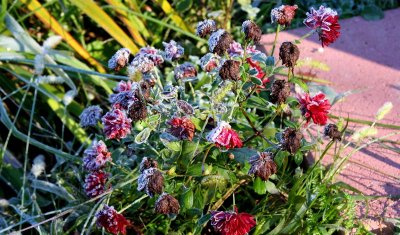 Frost on Chrysanthemums