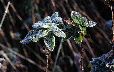 Frost on the Flowers