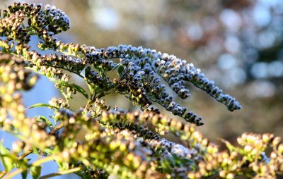 Frost on the Goldenrod