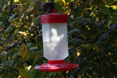 Frosty Feeder