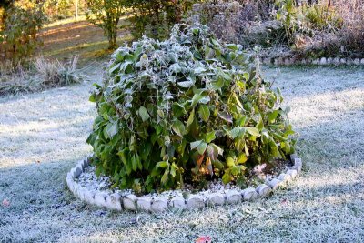 The Hydrangea Bush