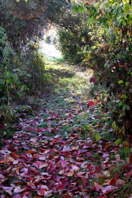 The Walking Trail