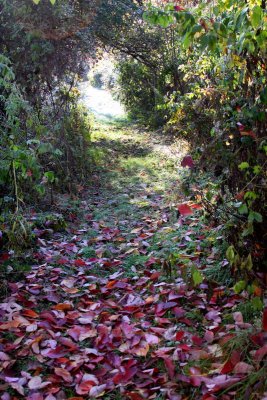 The Walking Trail