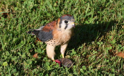 American Kestrel with mouse kill