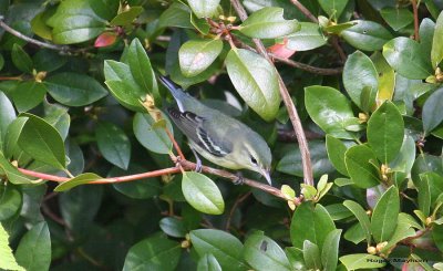 Cerulean Warbler - female