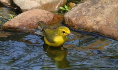 Hooded Warbler - female