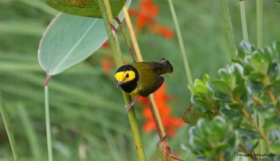 Hooded Warbler - male