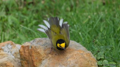 Hooded Warbler - male