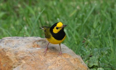 Hooded Warbler - male