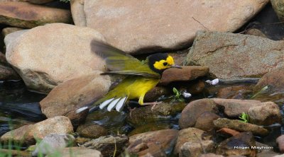 Hooded Warbler - male