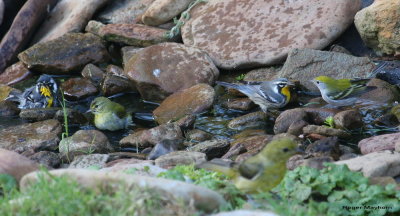 Yellow-throated, Tennessee and Chestnut-sided Warblers - Scarlet Tanager in foreground