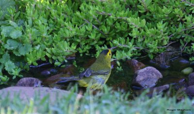 Wilson's Warbler