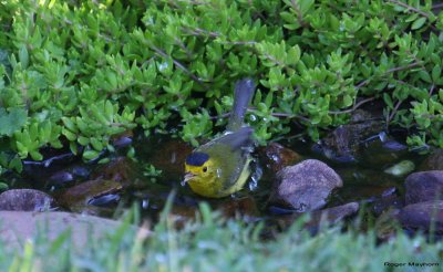 Wilson's Warbler