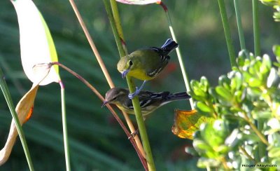 Warblers On the Move