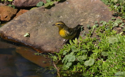 Blackburnian Warbler arrives at the stream