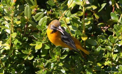 A young male Baltimore Oriole arrives