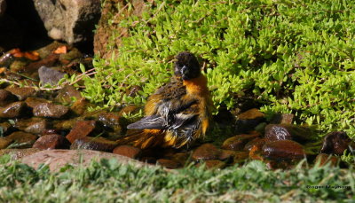 Baltimore Oriole - After that he should be dizzy