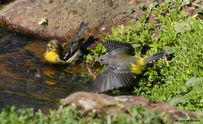 Magnolia Warbler trying intimidation, but it doesn't work