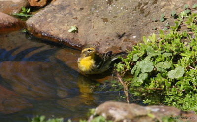 Blackburnian Warbler getting wet